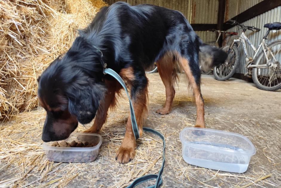 Fundmeldung Hund rassenmischung Männliche , Zwischen 9 und 12 Monaten Canapville Frankreich