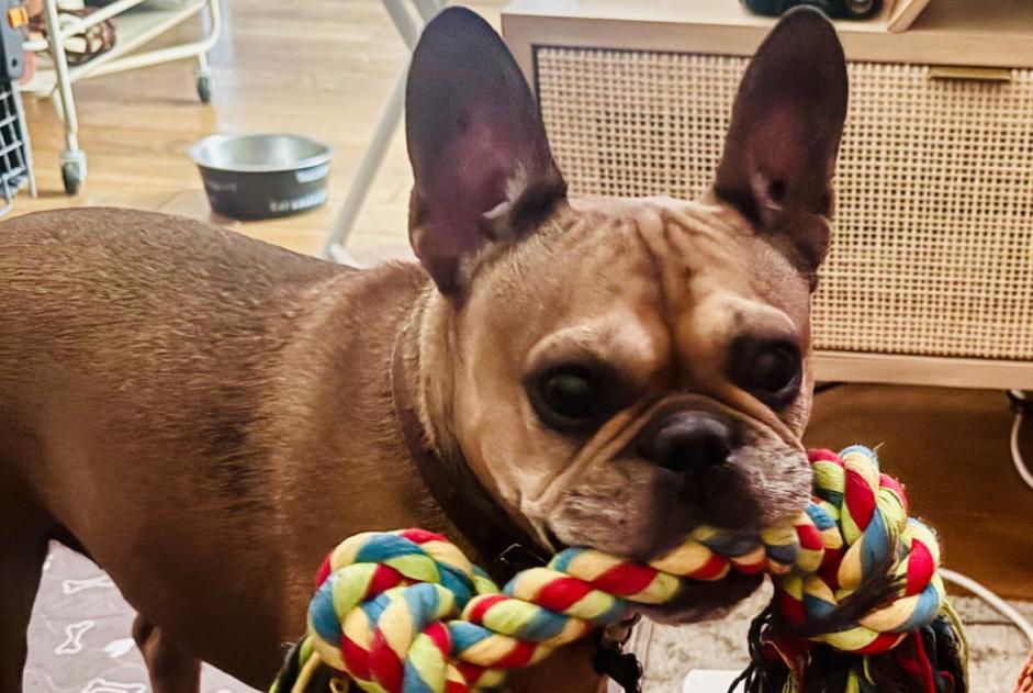 Vermisstmeldung Hund  Männliche , 11 jahre Aix-en-Provence Frankreich