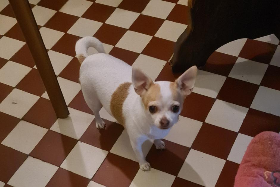 Vermisstmeldung Hund  Weiblich , 6 jahre Saint-Ouen-le-Pin Frankreich