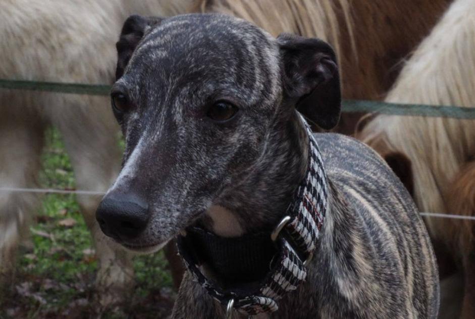 Vermisstmeldung Hund Weiblich , 4 jahre Joinville-le-Pont Frankreich Vermisstmeldung Hund Weiblich , 4 jahre Joinville-le-Pont Frankreich