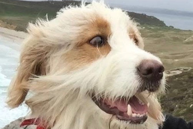 Vermisstmeldung Hund rassenmischung Männliche , 12 jahre Les Sables-d'Olonne Frankreich Vermisstmeldung Hund rassenmischung Männliche , 12 jahre Les Sables-d'Olonne Frankreich