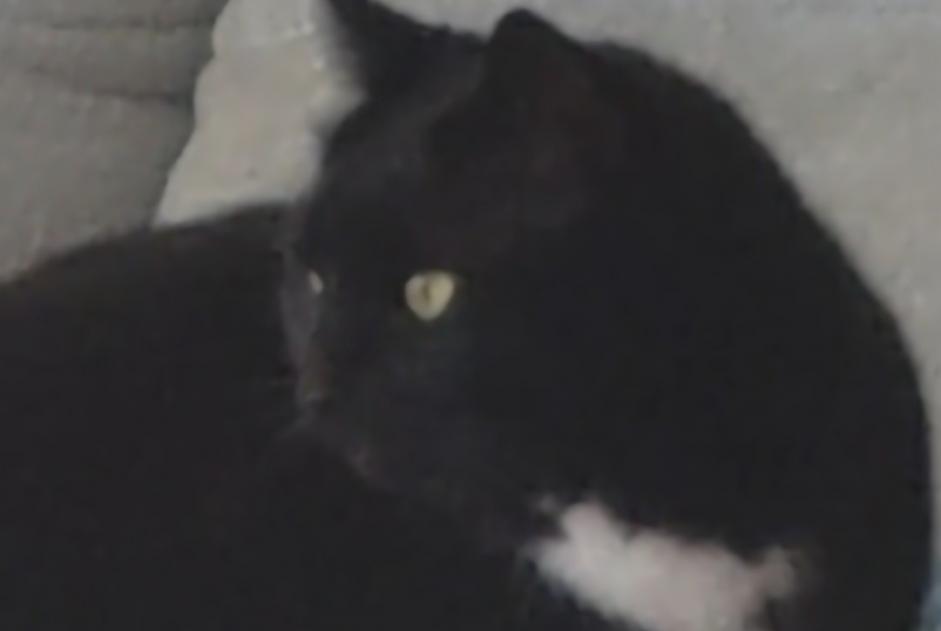 Vermisstmeldung Katze Weiblich , 5 jahre Varilhes Frankreich Vermisstmeldung Katze Weiblich , 5 jahre Varilhes Frankreich