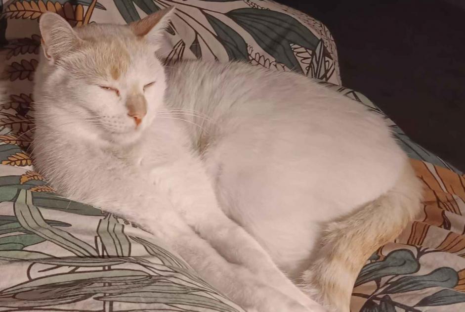 Vermisstmeldung Katze rassenmischung Männliche , 3 jahre Épron Frankreich