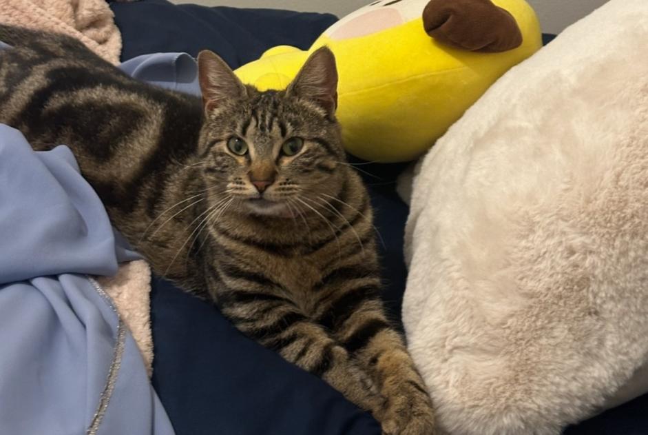 Vermisstmeldung Katze  Weiblich , 1 jahre Nîmes Frankreich