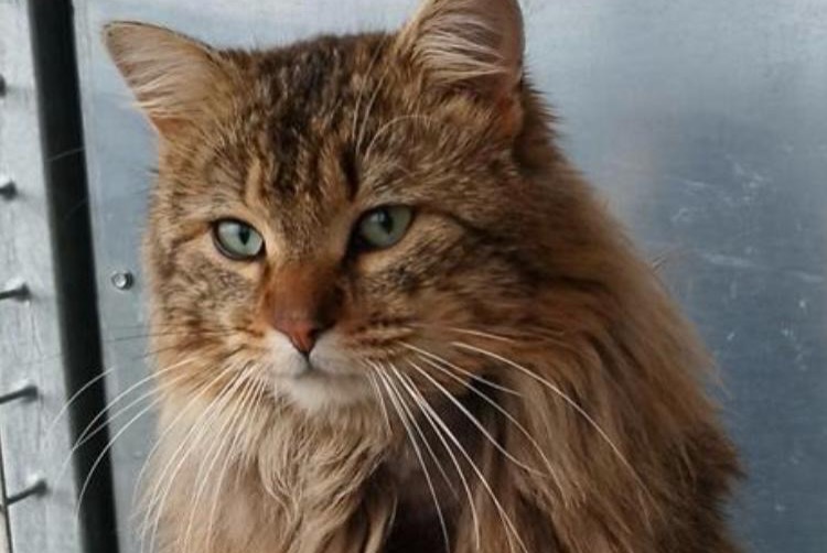 Vermisstmeldung Katze Männliche , 2 jahre Pujaut Frankreich