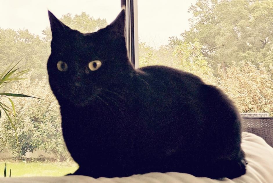 Vermisstmeldung Katze  Weiblich , 7 jahre Saint-Vincent-de-Tyrosse Frankreich
