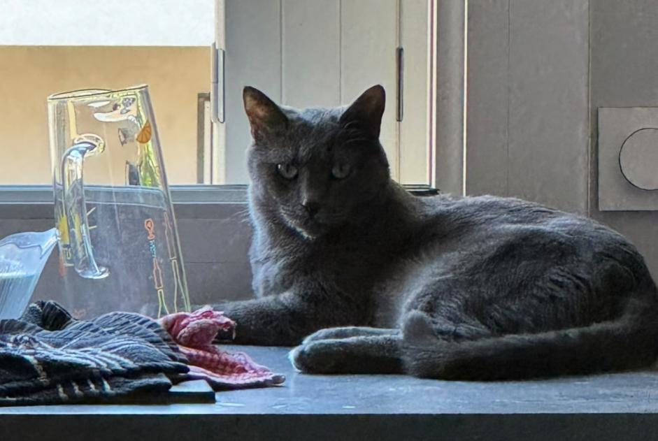 Vermisstmeldung Katze Männliche , 10 jahre Villeurbanne Frankreich