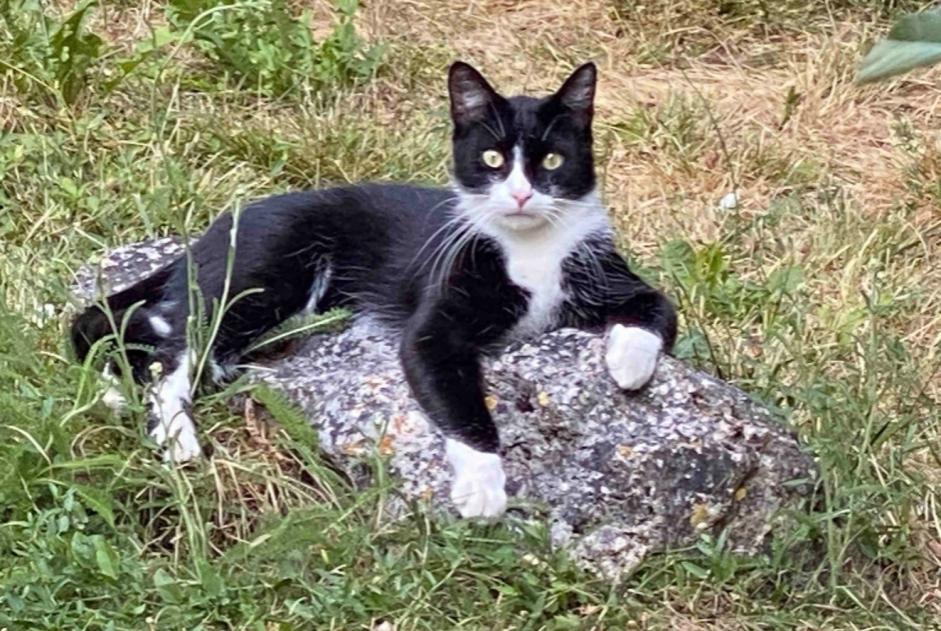 Vermisstmeldung Katze Männliche , 1 jahre Bondy Frankreich