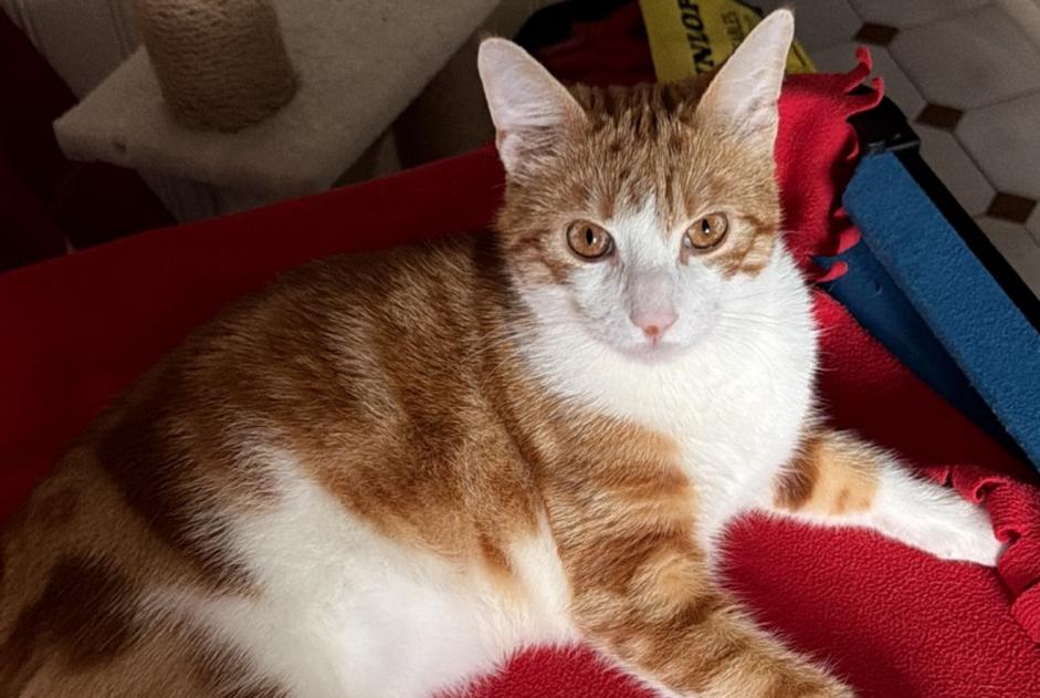 Vermisstmeldung Katze rassenmischung Männliche , 1 jahre Drancy Frankreich Vermisstmeldung Katze rassenmischung Männliche , 1 jahre Drancy Frankreich