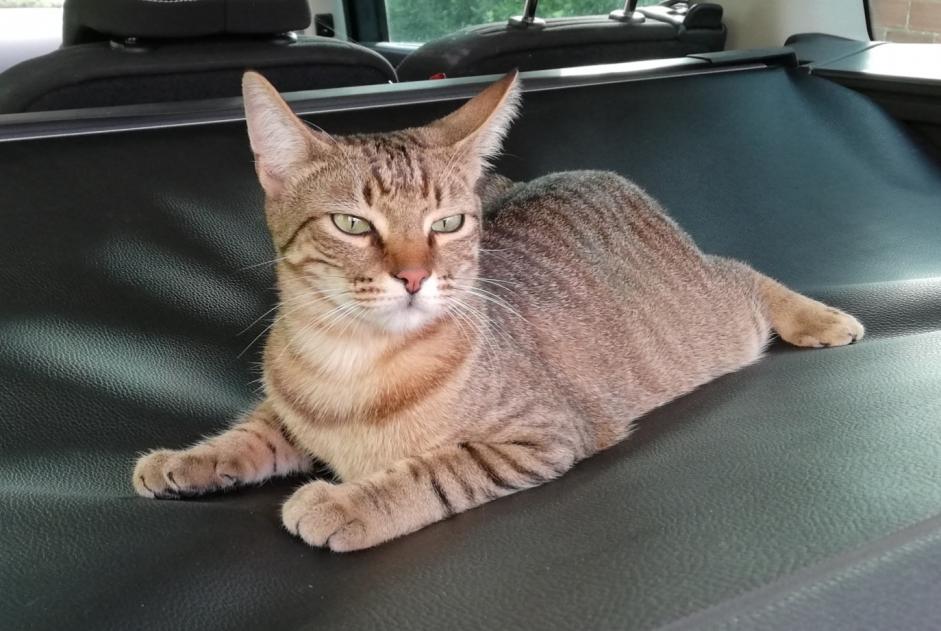 Vermisstmeldung Katze Männliche , 2 jahre La Frette-sur-Seine Frankreich