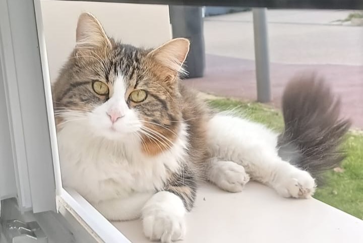 Vermisstmeldung Katze  Männliche , 2 jahre Argenteuil Frankreich