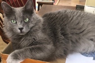 Vermisstmeldung Katze Männliche , 4 jahre La Chapelle-en-Vexin Frankreich Vermisstmeldung Katze Männliche , 4 jahre La Chapelle-en-Vexin Frankreich