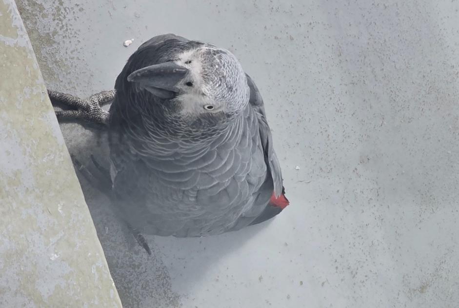 Fundmeldung Vogel Unbekannt Aulnay-sous-Bois Frankreich