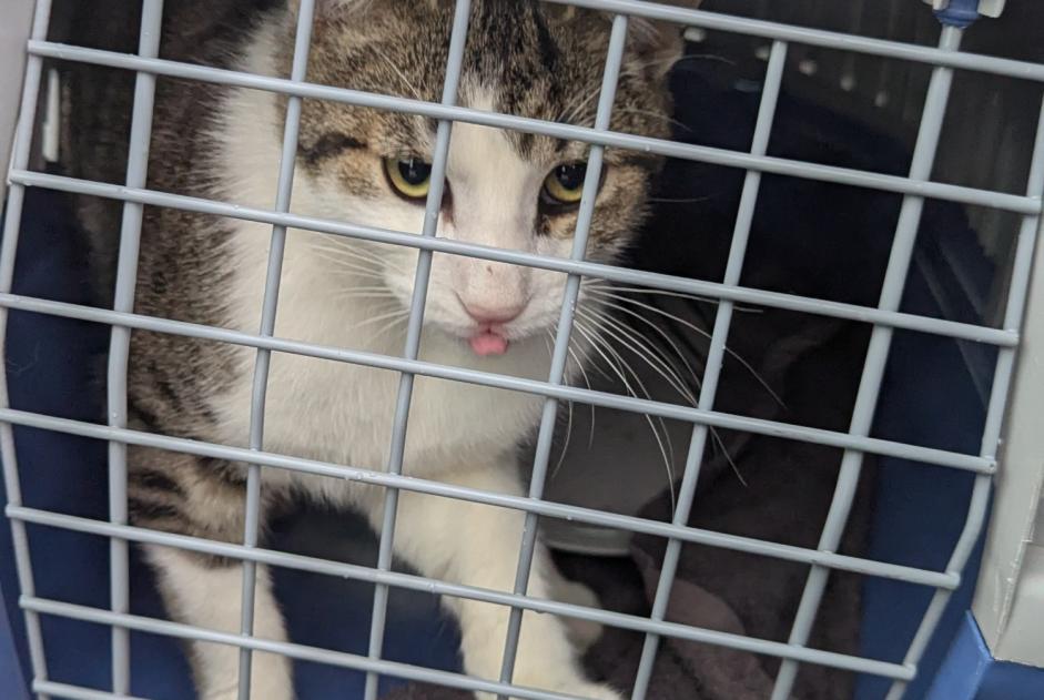 Discovery alert Cat  Male Meyssac France