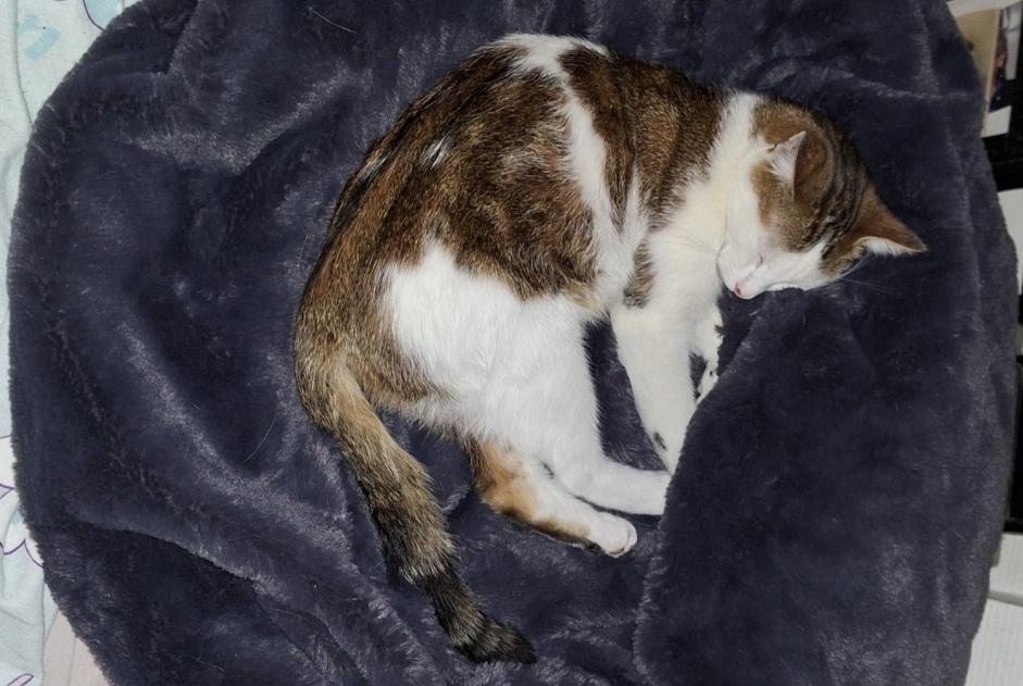 Discovery alert Cat  Male Besançon France