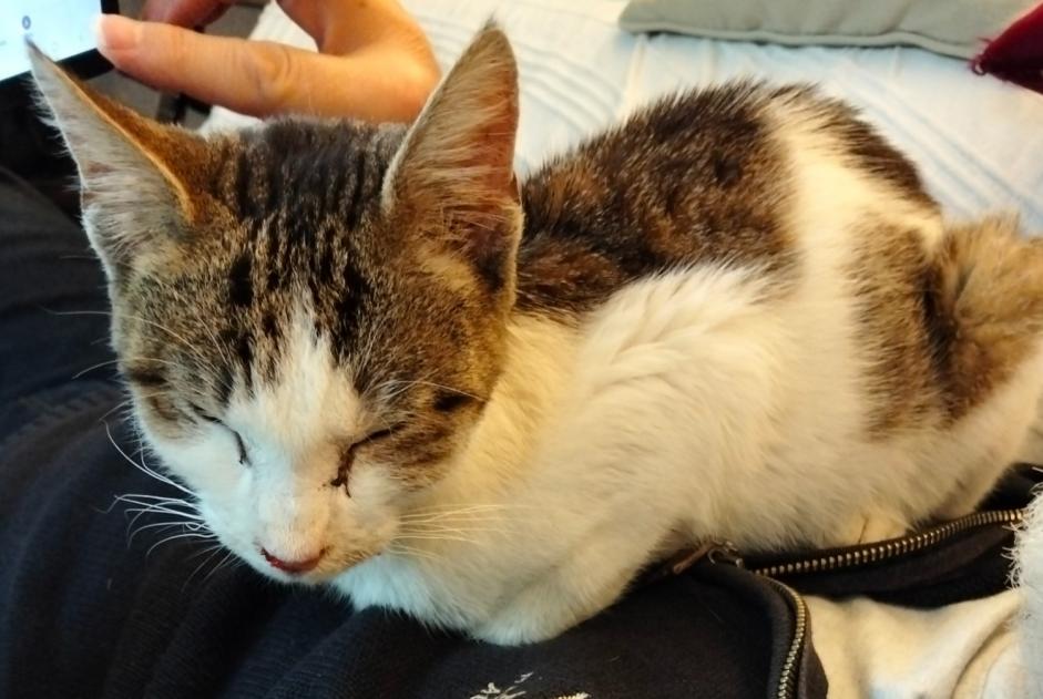 Discovery alert Cat Female Wavrin France