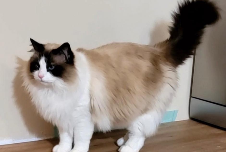 Disappearance alert Cat  Male , 10 years Beauvais France