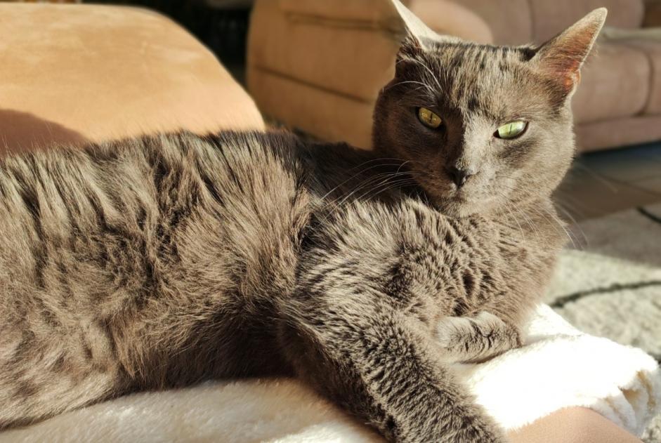 Disappearance alert Cat miscegenation Male , 7 years Isbergues France