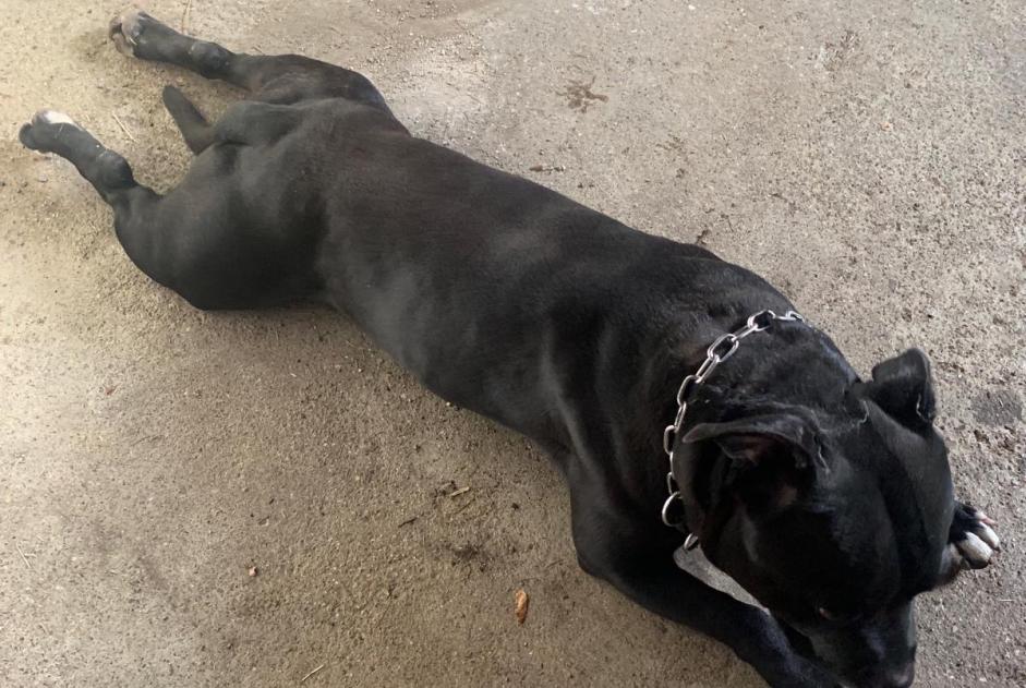 Discovery alert Dog Male Roche-lez-Beaupré France