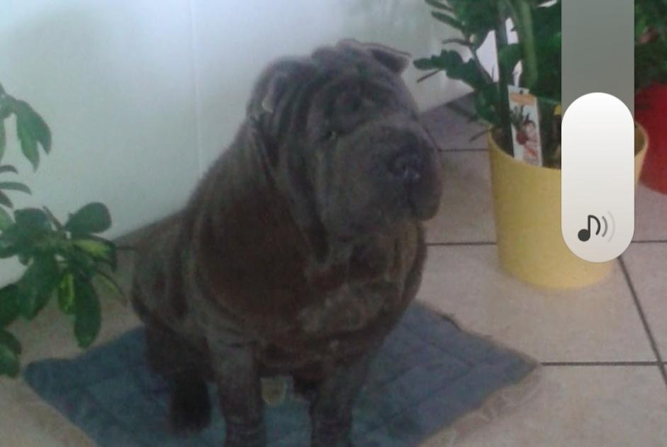 Disappearance alert Dog  Female , 8 years Sarbazan France