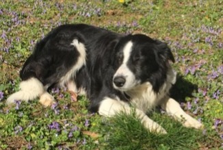 Disappearance alert Dog  Male , 10 years Malaucène France