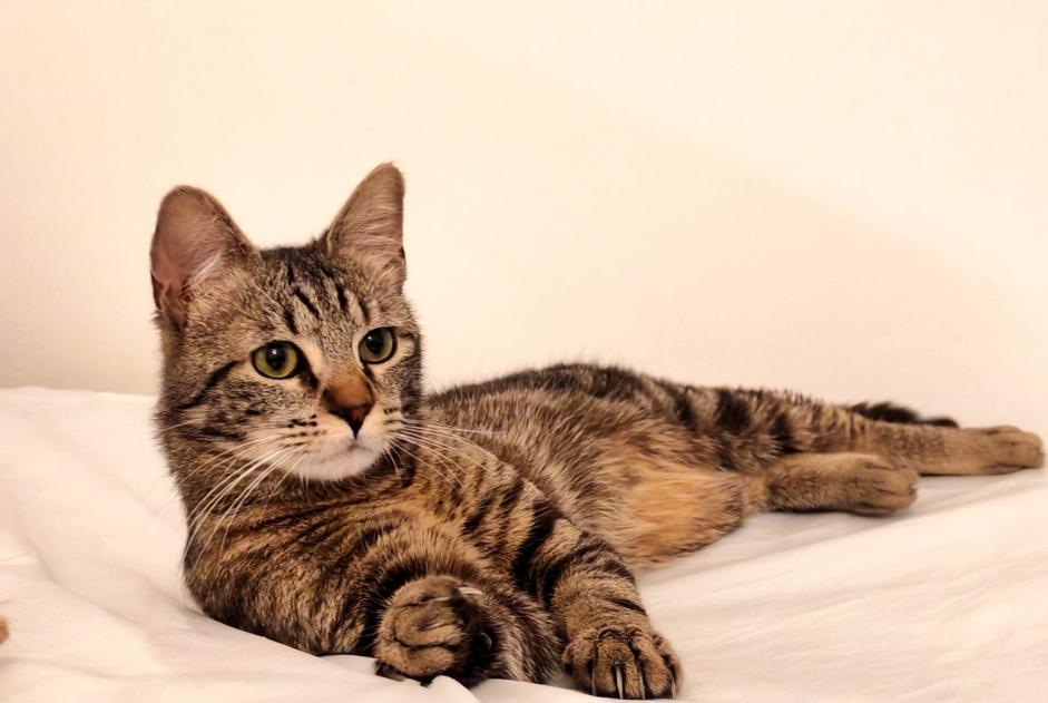 Alerta de Desaparición Gato Macho , 1 años Macey Francia Alerta de Desaparición Gato Macho , 1 años Macey Francia