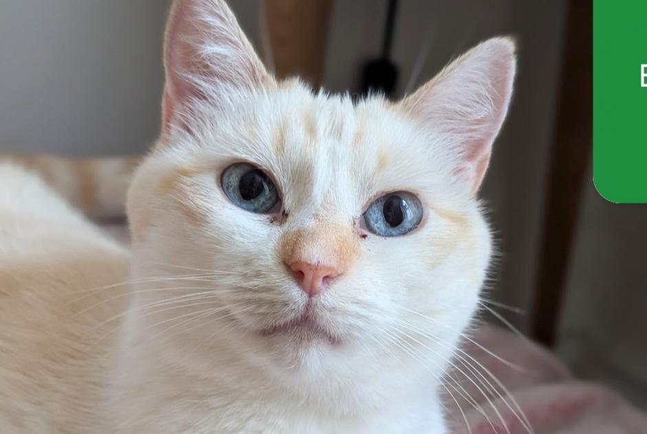 Alerta de Desaparición Gato cruce Hembra , 6 años Paris Francia