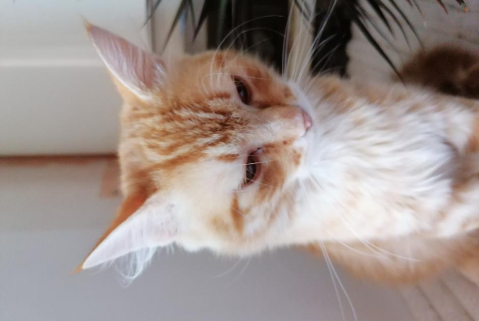 Alerta de Hallazgo Gato Macho Cadarcet Francia
