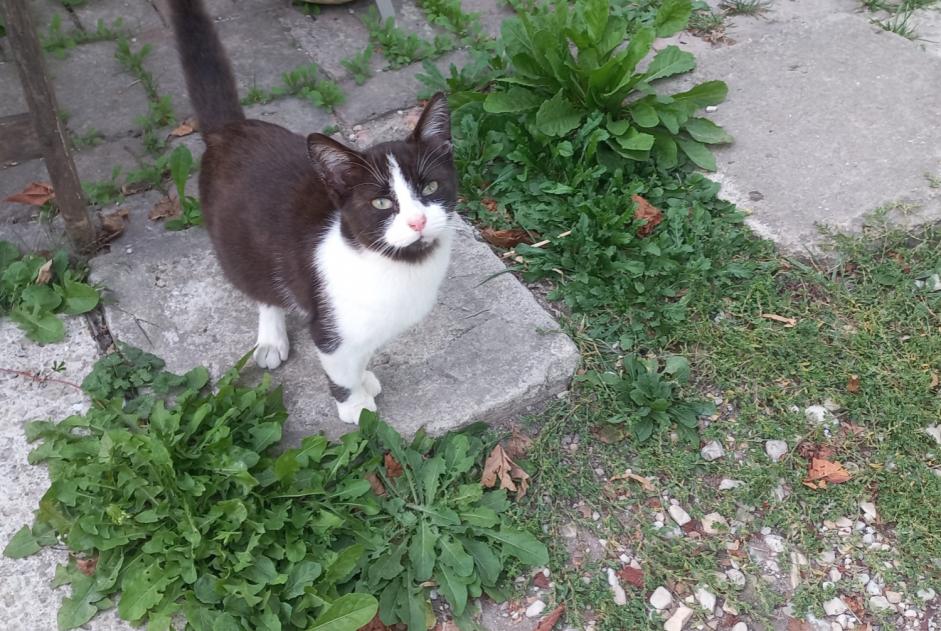 Alerta de Hallazgo Gato Hembra Auxon Francia Alerta de Hallazgo Gato Hembra Auxon Francia