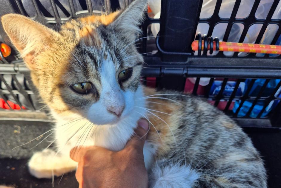 Alerta de Hallazgo Gato Desconocido Champenard Francia Alerta de Hallazgo Gato Desconocido Champenard Francia