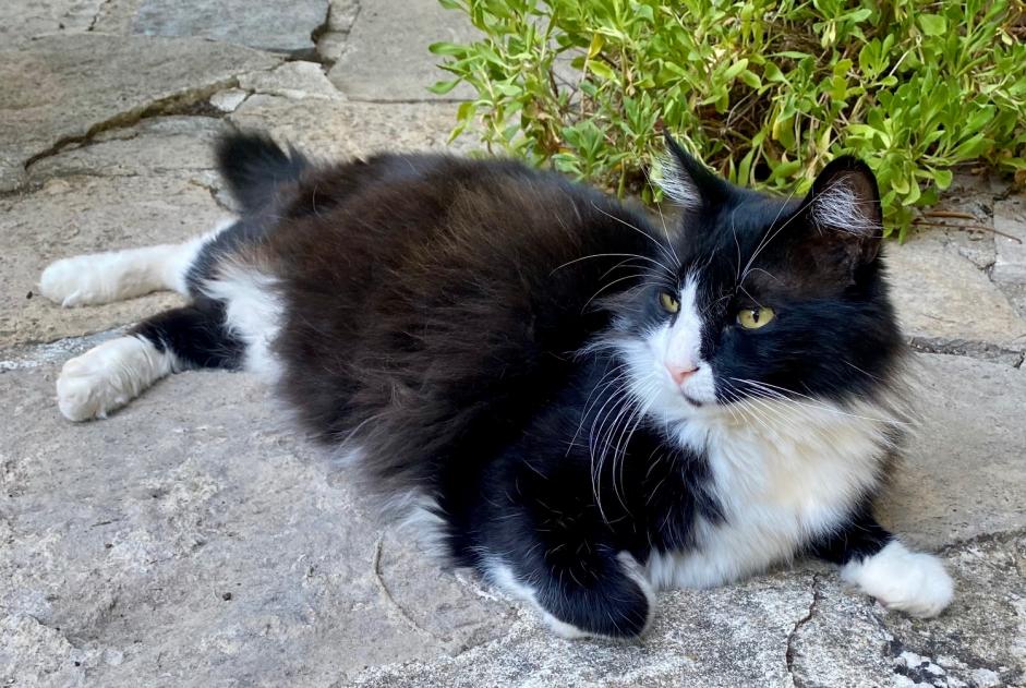 Alerta de Hallazgo Gato Desconocido Nîmes Francia Alerta de Hallazgo Gato Desconocido Nîmes Francia