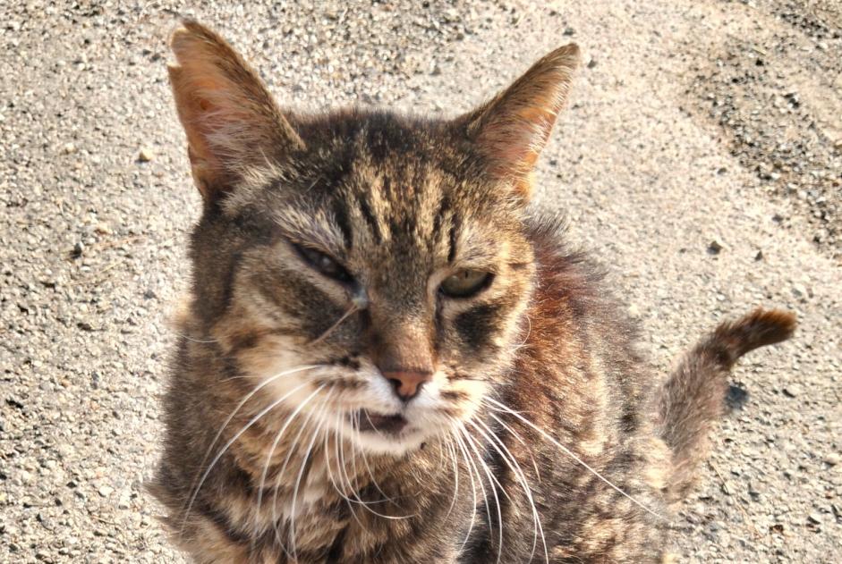 Alerta de Hallazgo Gato cruce Desconocido Montaud Francia Alerta de Hallazgo Gato cruce Desconocido Montaud Francia