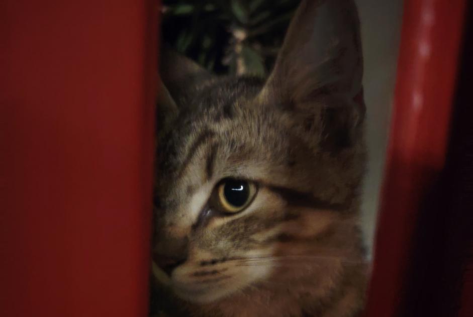 Alerta de Hallazgo Gato Macho Saumur Francia