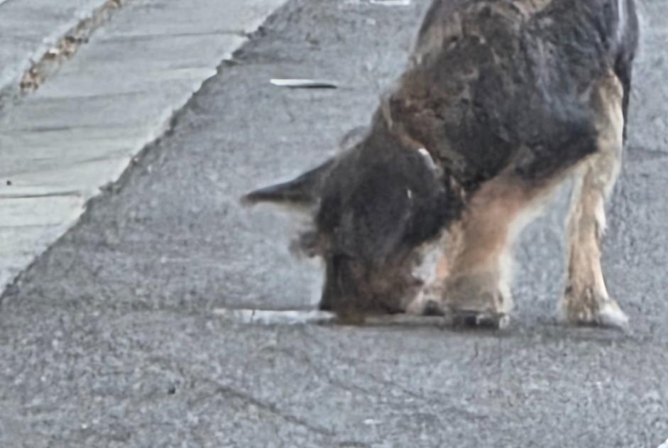 Alerta de Hallazgo Perro Desconocido Pamiers Francia