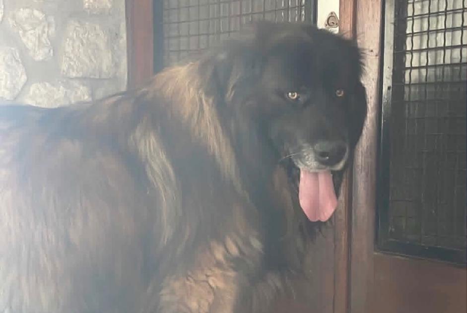 Alerta de Hallazgo Perro  Macho Marseille Francia