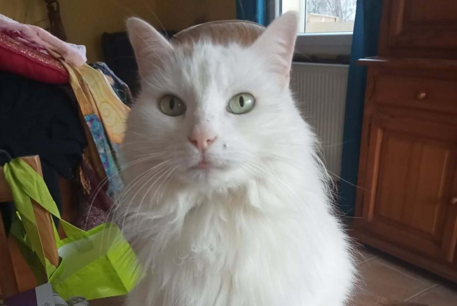 Alerte Disparition Chat croisement Femelle , 11 ans Mauves France