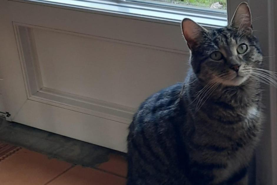 Alerte Disparition Chat Mâle , 9 ans Escombres-et-le-Chesnois France Alerte Disparition Chat Mâle , 9 ans Escombres-et-le-Chesnois France