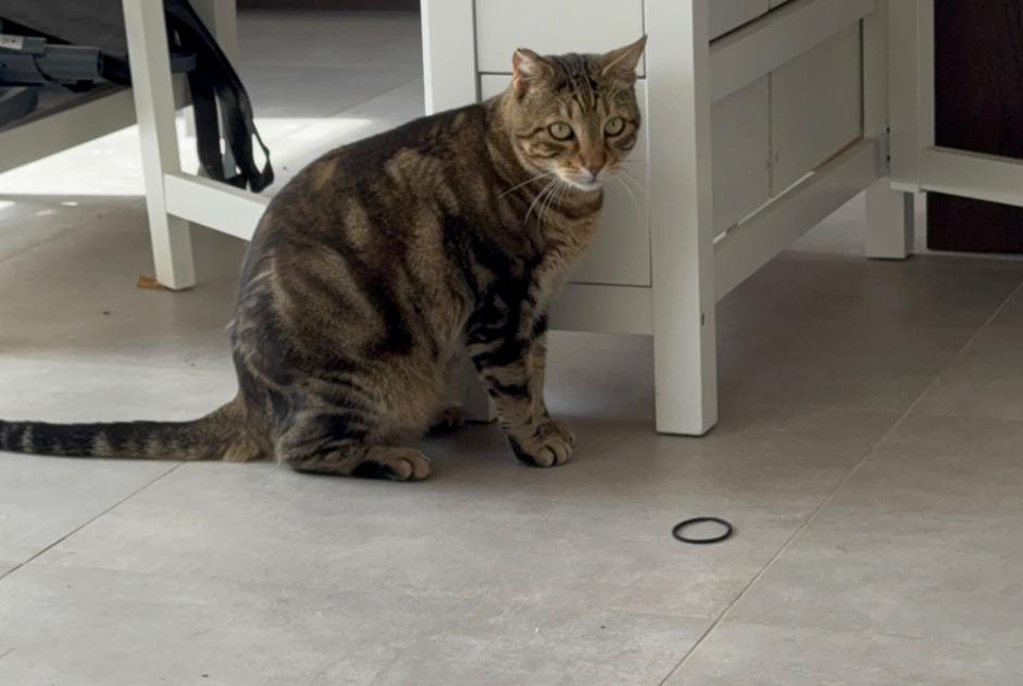 Alerte Disparition Chat Mâle , 6 ans Fos-sur-Mer France Alerte Disparition Chat Mâle , 6 ans Fos-sur-Mer France