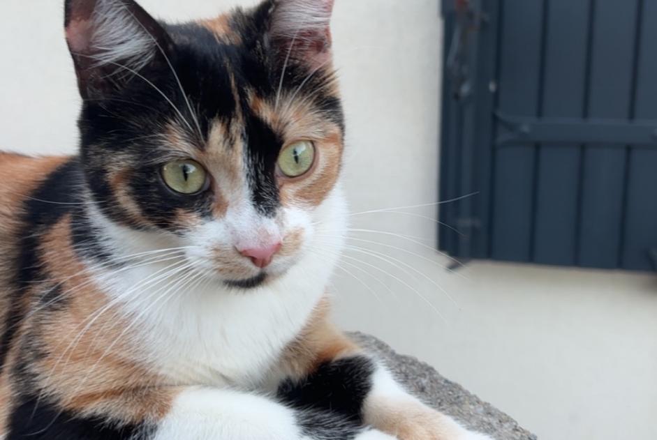 Alerte Disparition Chat croisement Femelle , 1 ans Dompierre-sur-Mer France