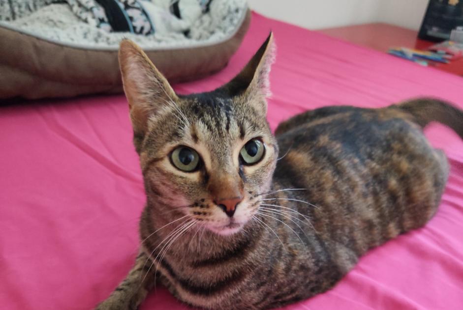 Alerte Disparition Chat Femelle , 3 ans Royan France