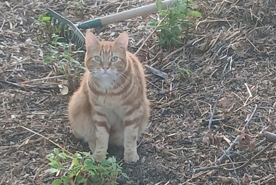 Alerte Disparition Chat  Mâle , 2026 ans Nersac France