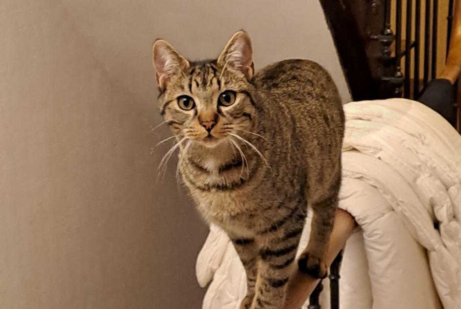 Alerte Disparition Chat Mâle , 1 ans Angoulême France Alerte Disparition Chat Mâle , 1 ans Angoulême France