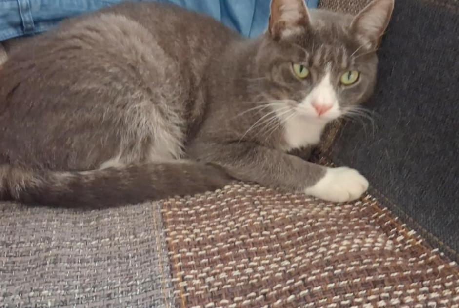 Alerte Disparition Chat croisement Mâle , 2 ans Dannemarie-sur-Crète France
