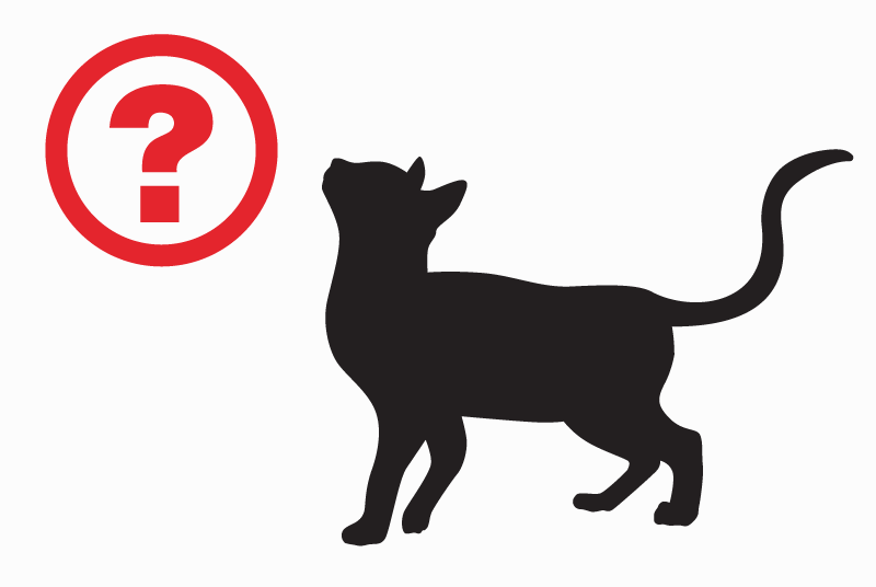 Alerte Disparition Chat  Mâle , 9 ans Gif-sur-Yvette France