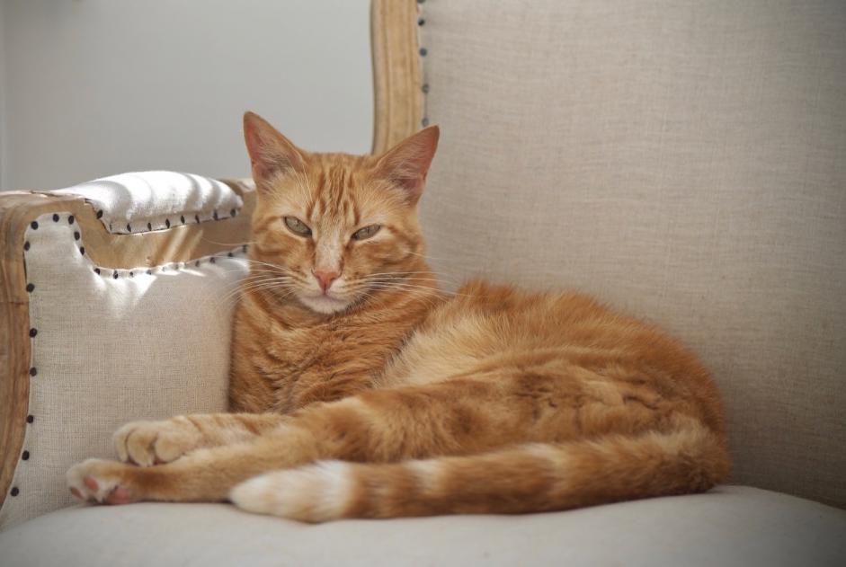 Alerte Disparition Chat Mâle , 9 ans Villeneuve-lès-Avignon France Alerte Disparition Chat Mâle , 9 ans Villeneuve-lès-Avignon France