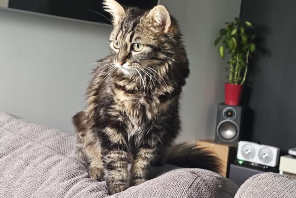 Alerte Disparition Chat Femelle , 1 ans La Buisse France