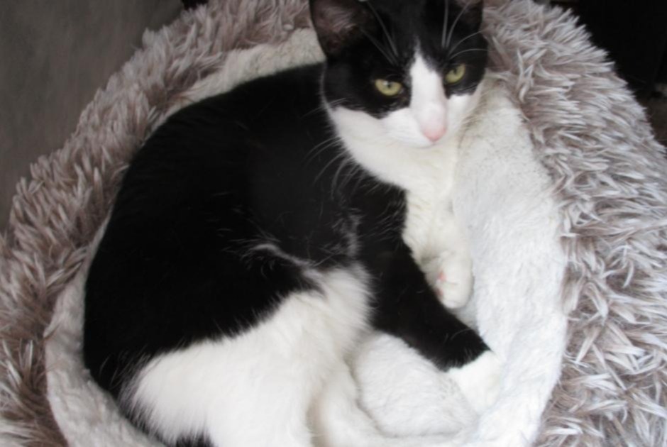 Alerte Disparition Chat Femelle , 6 ans Alençon France Alerte Disparition Chat Femelle , 6 ans Alençon France