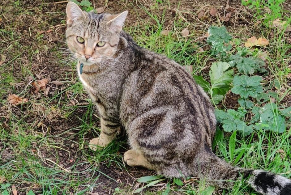 Alerte Disparition Chat Mâle , 2 ans Chevilly-Larue France