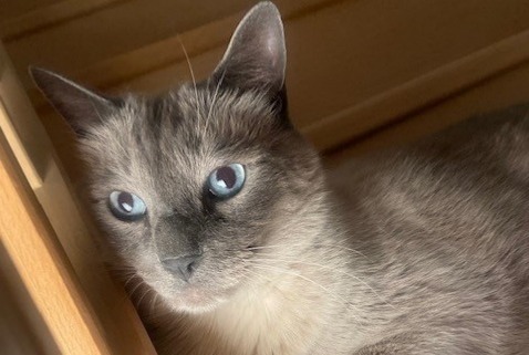 Alerte Disparition Chat Mâle , 9 ans Choisy-le-Roi France Alerte Disparition Chat Mâle , 9 ans Choisy-le-Roi France