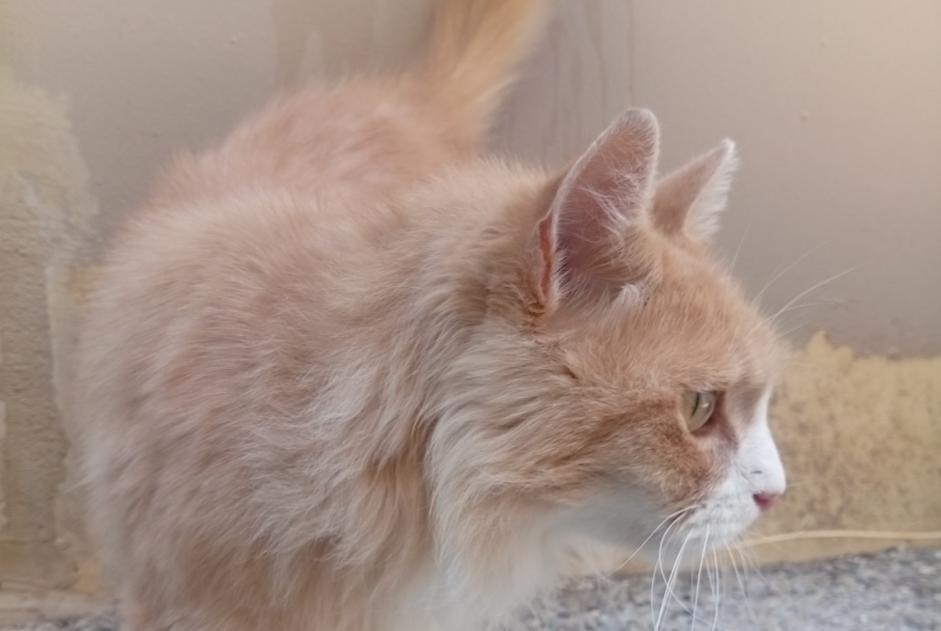 Alerte Découverte Chat Inconnu Saint-Agrève France